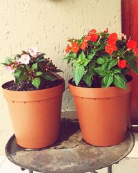 Close-up of potted plant against wall