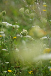 Close-up of plant