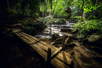 Trees in forest