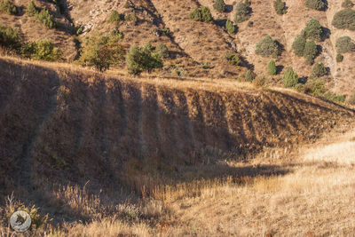 Plants growing on field against mountain