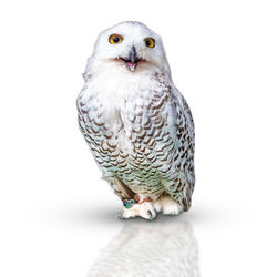 Close-up portrait of owl perching on white background