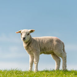 Sheep standing in a field