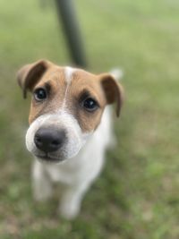 Little jack russell theo