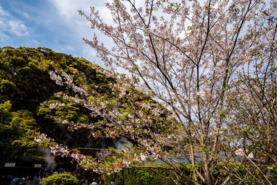 Cherry blossoms in spring against sky