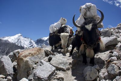 Low angle view of sheep on rock against sky