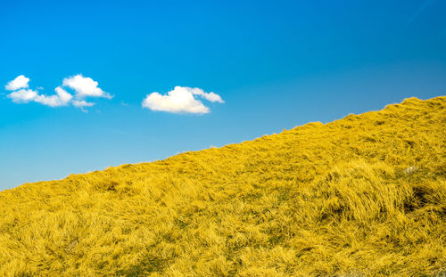 Yellow grass in farm with blue sky background. grass field and blue sky and white clouds.