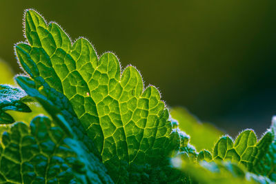 Close up of mint green leaves