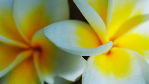 Close-up of yellow flower