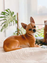 Portrait of a dog relaxing on bed at home