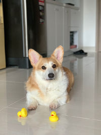 Portrait of dog sitting on floor at home