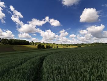 Scenic view of agricultural field against sky