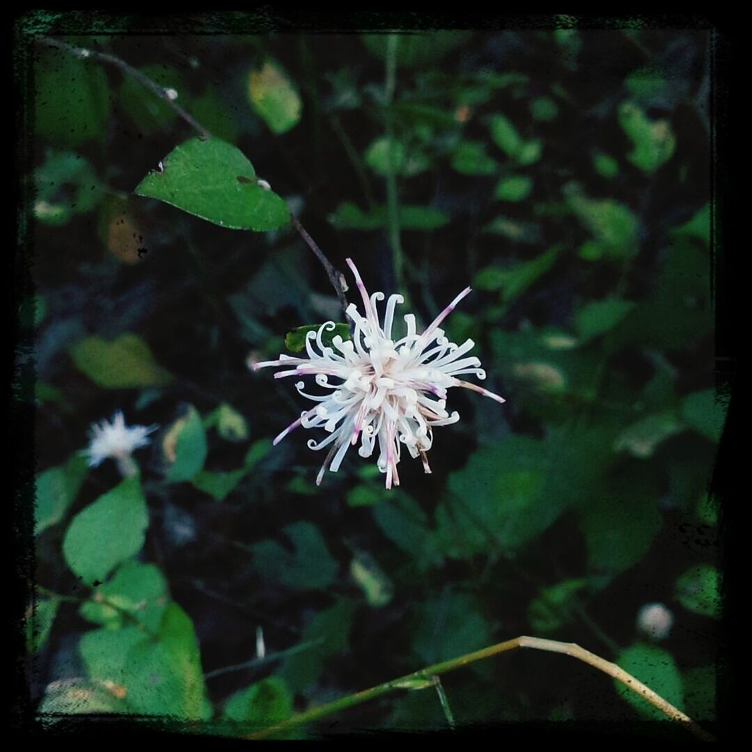 flower, transfer print, freshness, growth, fragility, petal, beauty in nature, auto post production filter, flower head, focus on foreground, close-up, nature, plant, white color, blooming, leaf, in bloom, blossom, outdoors, day