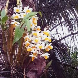 Close-up of yellow flowers