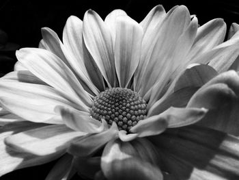 Close-up of flower against black background