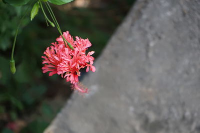 Close-up of red rose flower