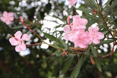 Close-up of pink flowers