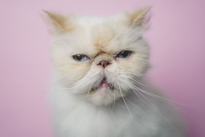 Close-up portrait of a cat