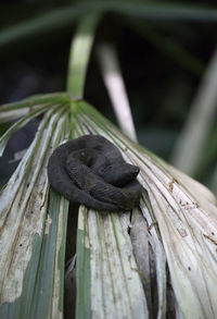 Close-up of lizard on wood