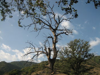 Bare tree in forest against sky