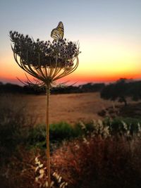 Scenic view of field against sky at sunset