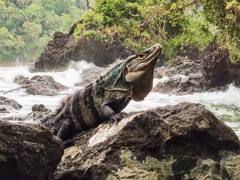 Close-up of iguana on rock