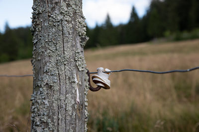 Close-up of wooden post on tree trunk