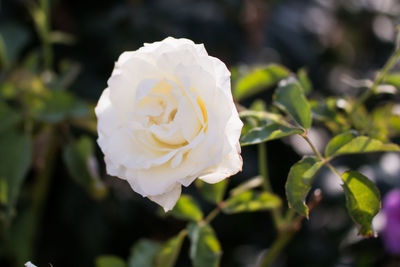 Close-up of white rose blooming outdoors