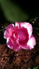 Close-up of pink flower blooming outdoors