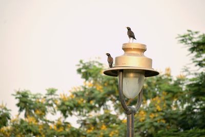 Close-up of bird perching on tree against clear sky