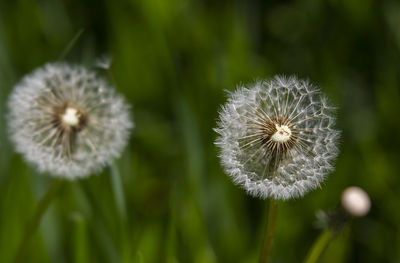 Close-up of dandelion flower