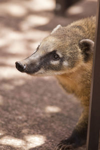 Close-up of coati looking away