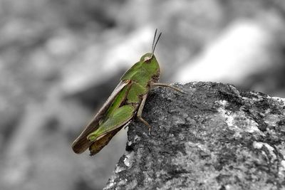 Close-up of an animal