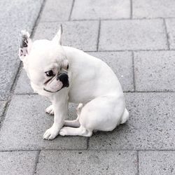 Close-up portrait of white dog