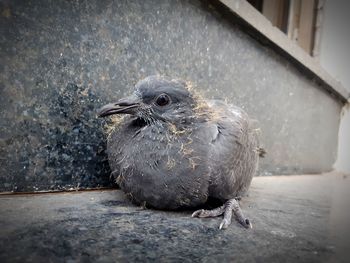 Close-up of a bird looking away