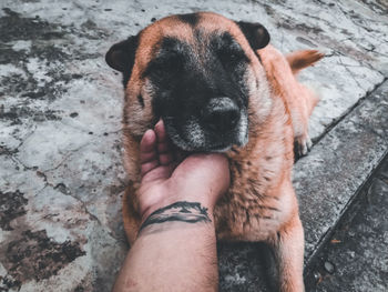 High angle view of hand holding dog