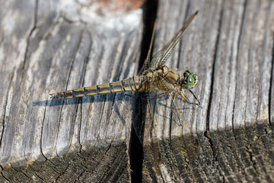 Close-up of dragonfly on wooden plank