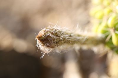 Close-up of caterpillar on plant