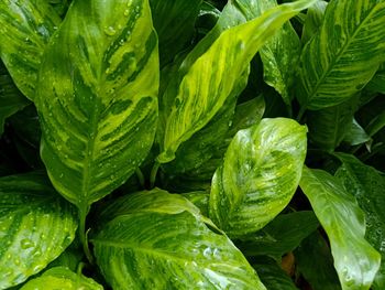 Close-up of wet leaves