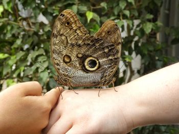 Close-up of loving butterflies sitting on hand