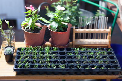 Seedlings and potted plants with test tubes on table