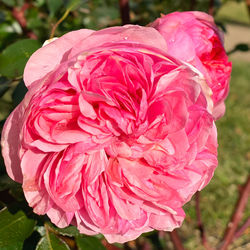 Close-up of wet pink rose flower