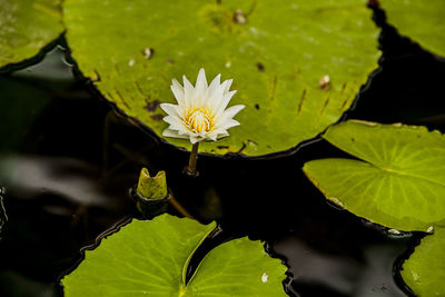 Close-up of lotus water lily in pond