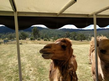 View of dog looking at ranch