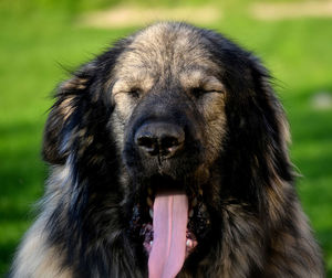 Close-up portrait of a dog