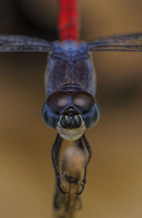 Close-up of insect