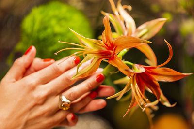 Close-up of hand holding red flowering plant