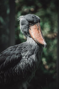 Close-up of bird