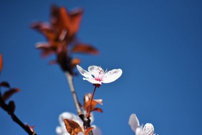 Low angle view of cherry blossom against clear blue sky