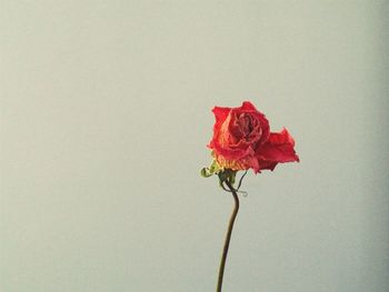 Close-up of red flower against blurred background