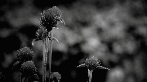 Close-up of dandelion